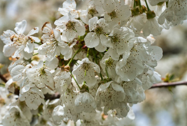 Bei Erkrankungen: Stärkung des Gesundungswillens